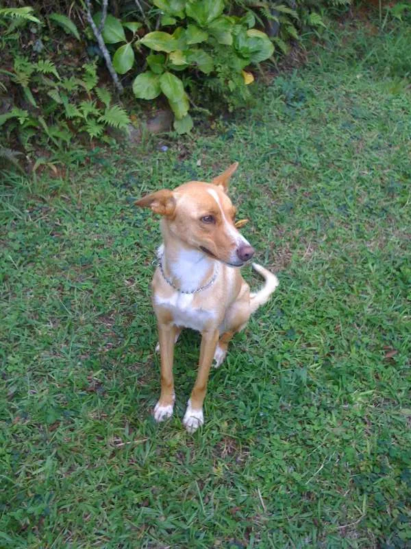 Cachorro ra a INDEFINIDA idade 5 anos nome PUCCA
