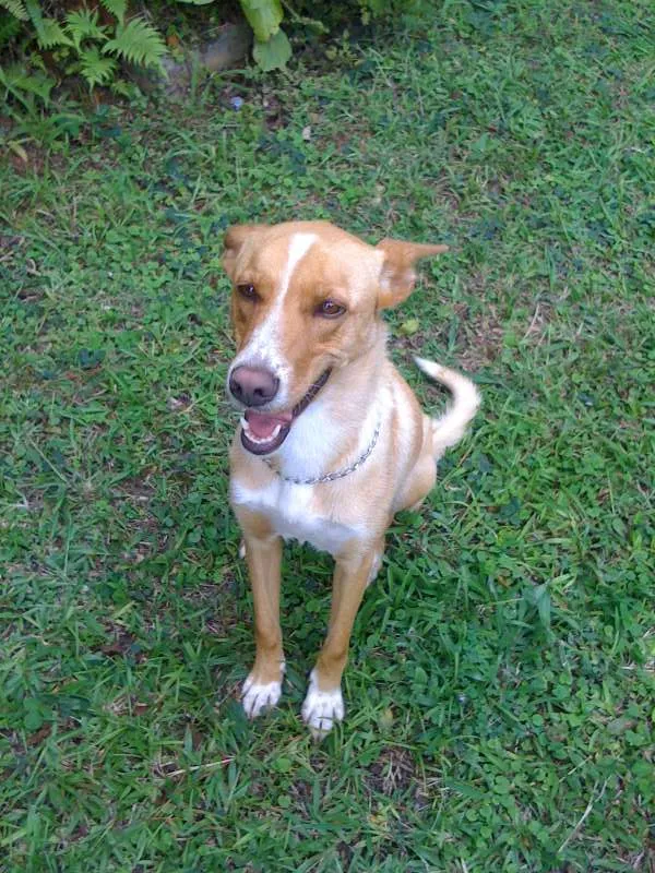 Cachorro ra a INDEFINIDA idade 5 anos nome PUCCA