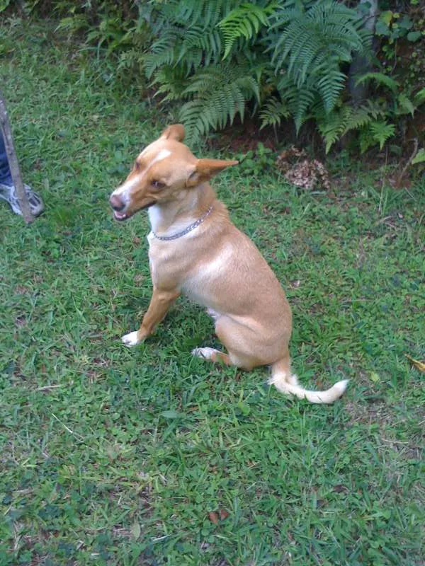 Cachorro ra a INDEFINIDA idade 5 anos nome PUCCA