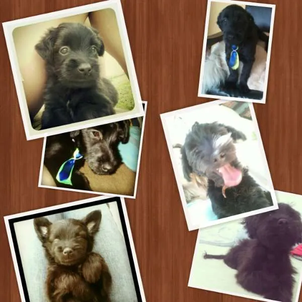 Cachorro ra a SRD idade 7 a 11 meses nome Thor