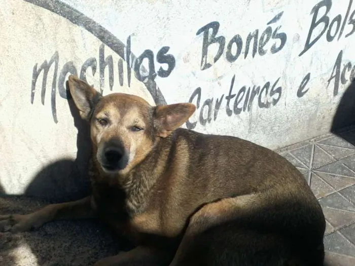 Cachorro ra a SRD idade 5 anos nome Cachorrinha abandonada