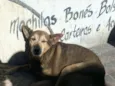Cachorrinha abandonada