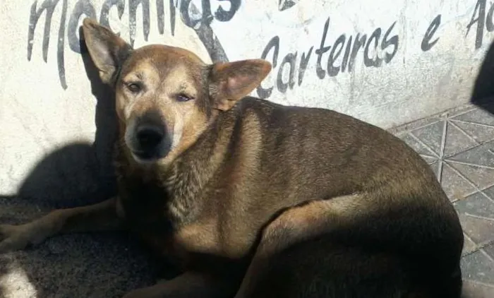 Cachorro ra a SRD idade 5 anos nome Cachorrinha abandonada