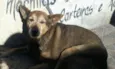 Cachorrinha abandonada