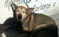 Cachorrinha abandonada