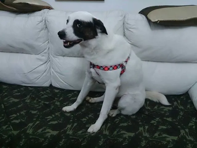 Cachorro ra a SRD idade 4 anos nome Brodo