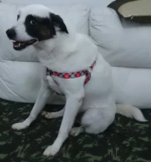 Cachorro raça SRD idade 4 anos nome Brodo