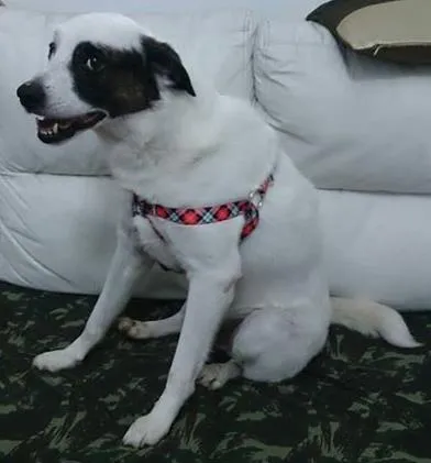 Cachorro ra a SRD idade 4 anos nome Brodo