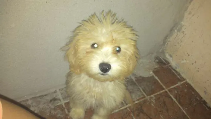 Cachorro raça Poodle idade 2 a 6 meses nome belinha