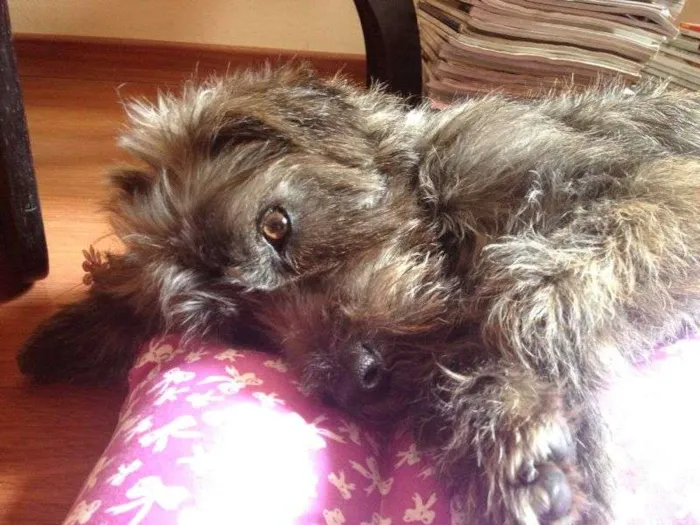 Cachorro ra a SRD idade 2 anos nome Jolie