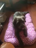 Jolie
