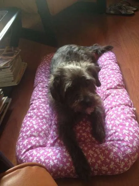 Cachorro ra a SRD idade 2 anos nome Jolie