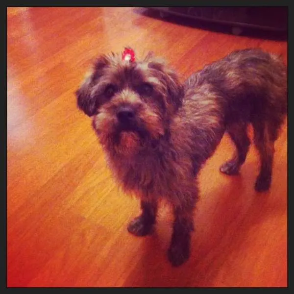 Cachorro ra a SRD idade 2 anos nome Jolie