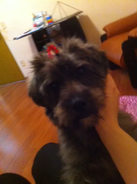 Cachorro ra a SRD idade 2 anos nome Jolie