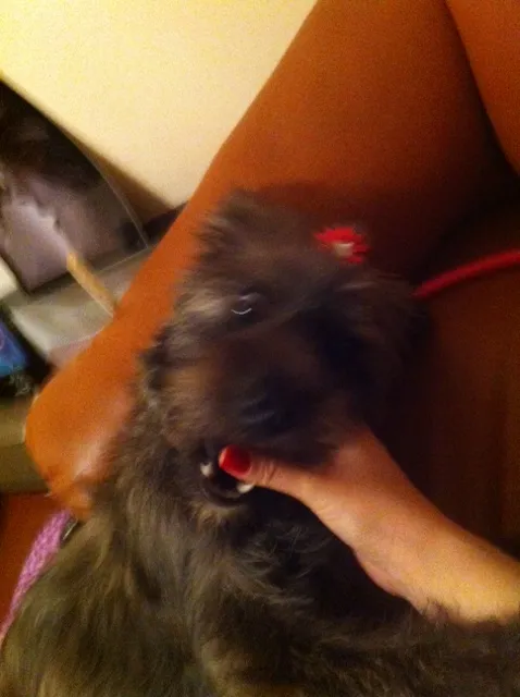 Cachorro ra a SRD idade 2 anos nome Jolie