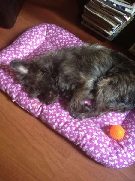 Cachorro ra a SRD idade 2 anos nome Jolie
