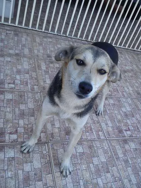 Cachorro ra a SRD idade 1 ano nome Lia