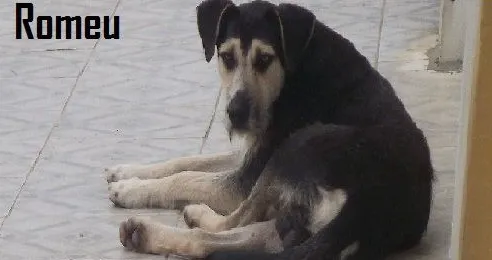 Cachorro ra a SRD idade 2 anos nome ROMEU
