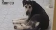 ROMEU