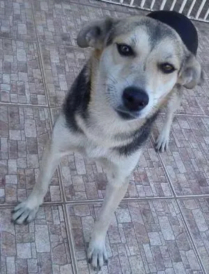 Cachorro raça SRD idade 1 ano nome Lia