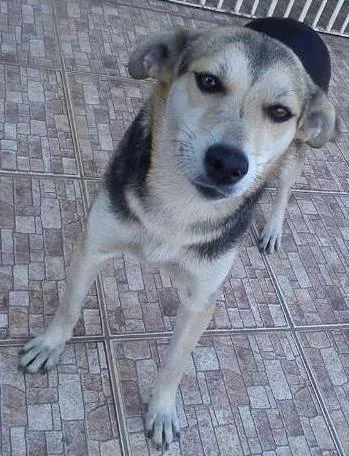 Cachorro ra a SRD idade 1 ano nome Lia