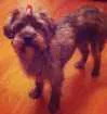 Cachorro raça SRD idade 2 anos nome Jolie