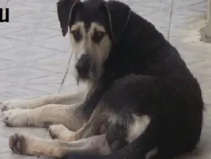 Cachorro raça SRD idade 2 anos nome ROMEU