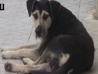 Cachorro ra a SRD idade 2 anos nome ROMEU