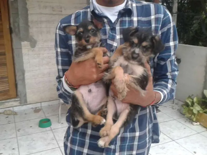Cachorro ra a srd idade 2 a 6 meses nome ?