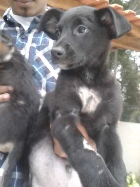 Cachorro ra a srd idade 2 a 6 meses nome ?