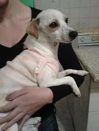 Cachorro ra a Vira Lata idade 2 anos nome Não sei