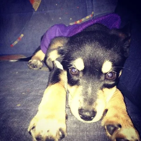 Cachorro ra a SRD idade 2 a 6 meses nome Pluto