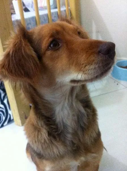 Cachorro ra a SRD idade 1 ano nome Mel