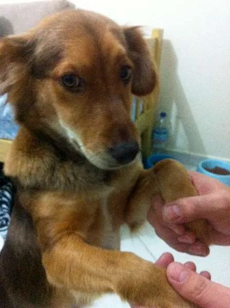 Cachorro ra a SRD idade 1 ano nome Mel