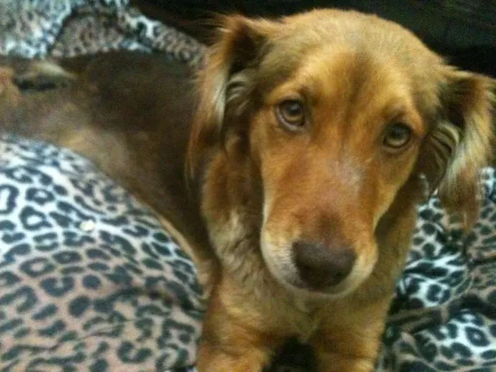 Cachorro ra a SRD idade 1 ano nome Mel