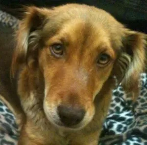 Cachorro raça SRD idade 1 ano nome Mel