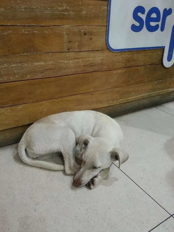 Cachorro ra a SRD idade 2 a 6 meses nome Branquinha Cotia