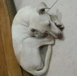 Cachorro raça SRD idade 2 a 6 meses nome Branquinha Cotia