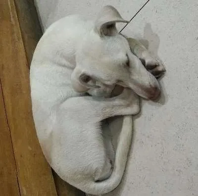 Cachorro ra a SRD idade 2 a 6 meses nome Branquinha Cotia