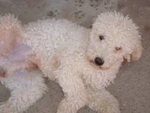 Cachorro raça Poodle idade 5 anos nome Rob