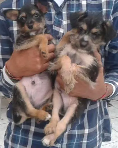 Cachorro ra a srd idade 2 a 6 meses nome ?