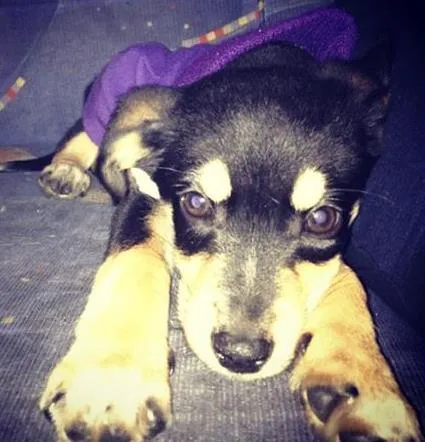 Cachorro ra a SRD idade 2 a 6 meses nome Pluto