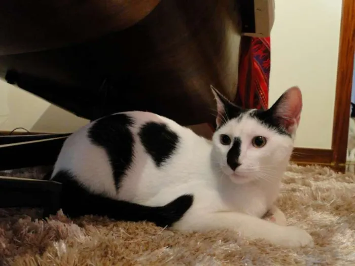 Gato ra a SRD idade 7 a 11 meses nome Leonard