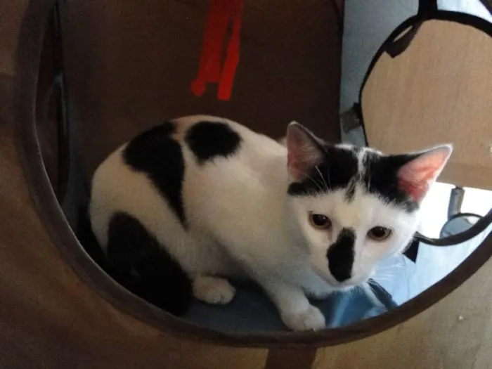Gato ra a SRD idade 7 a 11 meses nome Leonard