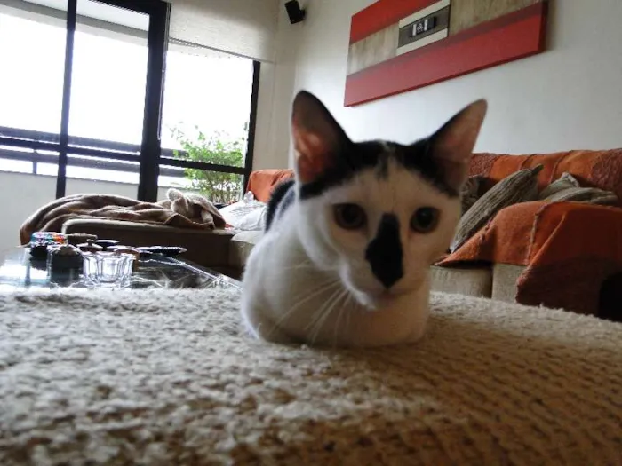 Gato ra a SRD idade 7 a 11 meses nome Leonard
