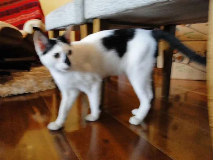 Gato ra a SRD idade 7 a 11 meses nome Leonard