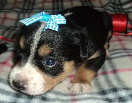 Cachorro ra a SRD idade  nome Linda filhotinha