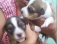 Lindos filhotes