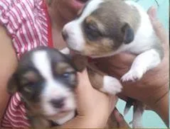 Cachorro ra a DV idade  nome Lindos filhotes