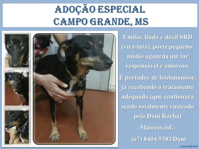 Cachorro ra a SRD idade  nome Emílio